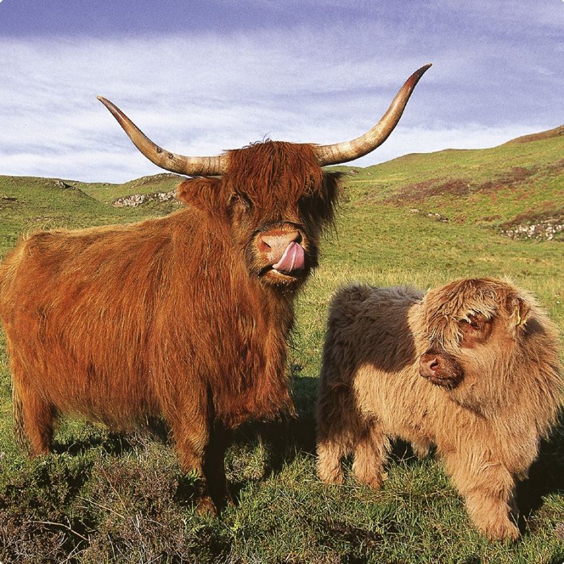 Highland Cows (Don’t Worry I am Vegetarian!) Drinks Coaster