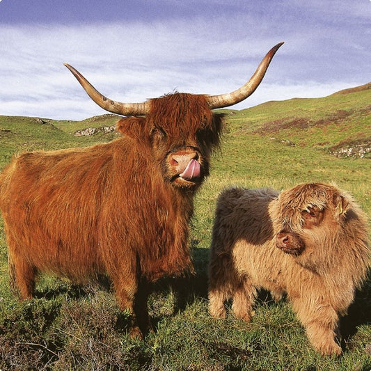 Highland Cows (Don’t Worry I am Vegetarian!) Drinks Coaster